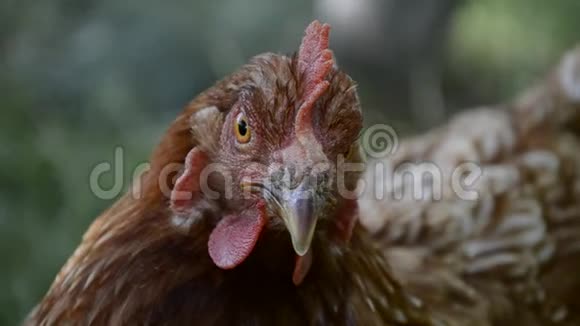母鸡头的细节汉斯以传统的农村谷仓为食鸡坐在鸡舍里近距离的鸡站视频的预览图