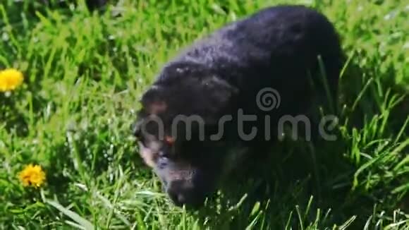 特写一只黑德国牧羊犬坐在绿草中视频的预览图