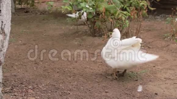 家养的白鸭刷刷洗羽毛和羽毛家禽养殖场的鸟村里的秋天视频的预览图