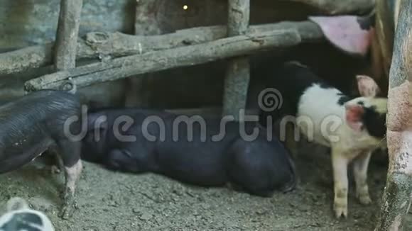 小型家猪在大型猪舍内饲养的全景图视频的预览图