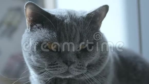 英国猫大眼睛咕哝宏观休息和看镜头仔细看视频的预览图