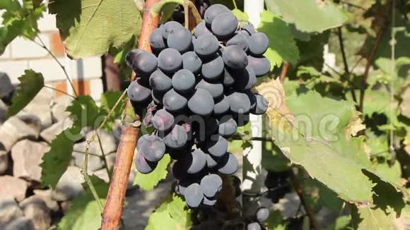早晨太阳下的一串串葡萄日出时的蓝色葡萄葡萄园里的蓝色葡萄葡萄园里的红酒葡萄视频的预览图