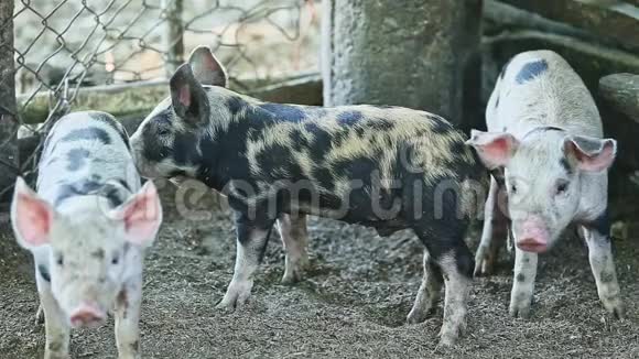 一群有斑点的家养猪视频的预览图