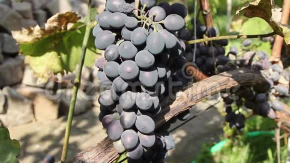 早晨太阳下的一串串葡萄日出时的蓝色葡萄葡萄园里的蓝色葡萄葡萄园里的红酒葡萄视频的预览图