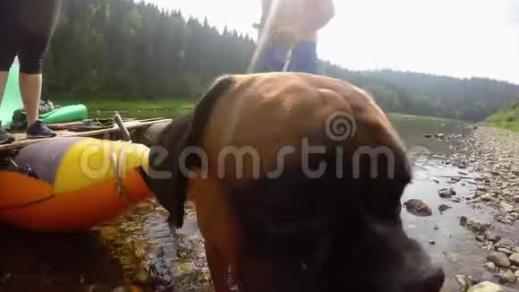 义和团狗评估相机和气味在浮筏上行动上面有人视频的预览图