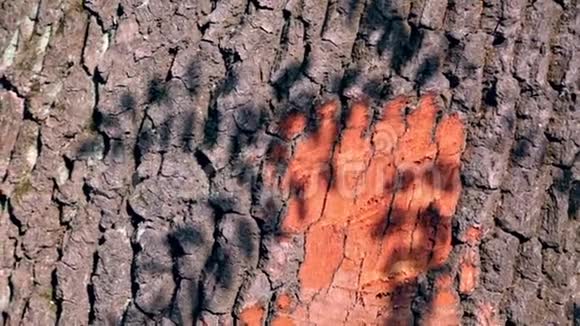 抽象的自然美树皮表面活动叶影抽象的自然美暗影阴影视频的预览图