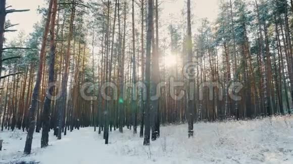 小径在冬林中阳光透过树木POV稳定射击视频的预览图