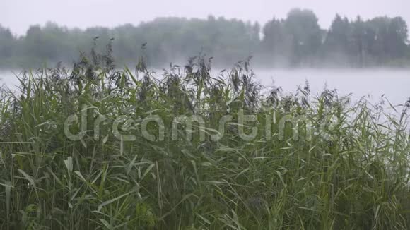 雾在湖边松林附近日落欧洲视频的预览图