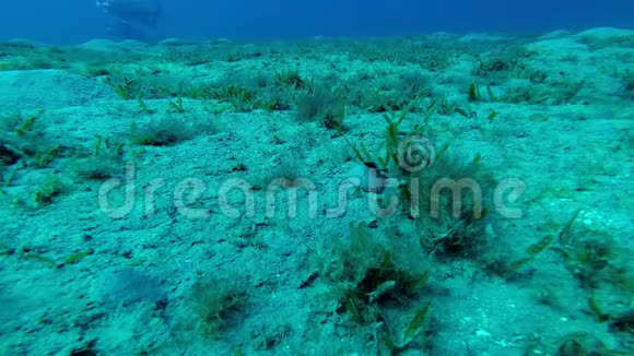 沙质海底的藻类在红海里喂养海龟视频的预览图