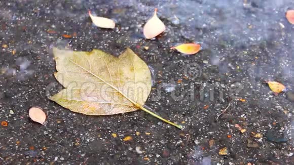 秋天的叶子在雨中的沥青上有清澈的水视频的预览图