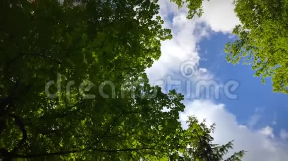 仰望绿色的树木和蓝天POV的景色美丽的森林视频的预览图