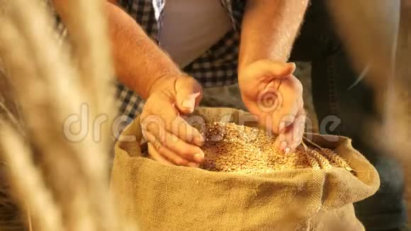 一个农民手里拿着一袋熟麦粒在田野上慢动作特写镜头企业家评估视频的预览图