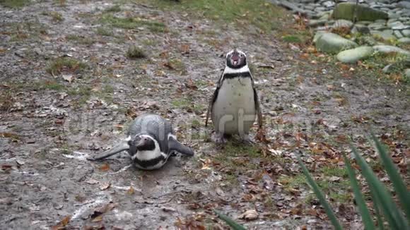 动物园里美丽的非洲企鹅组合视频的预览图