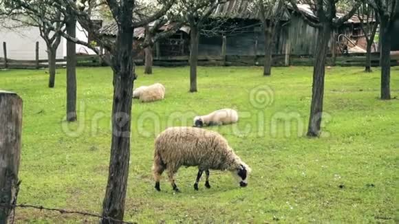 羊在夏天吃青草视频的预览图