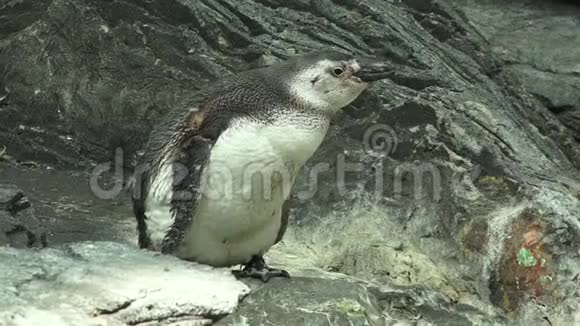 野生企鹅动物园视频的预览图