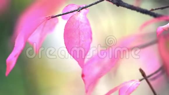 秋叶枝秋色粉叶枝自然光背景软焦视频的预览图