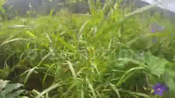 从山上看河流和茂密的绿草POV乌拉尔的性质视频的预览图