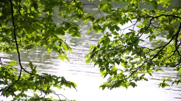 树在湖面上叶子视频的预览图