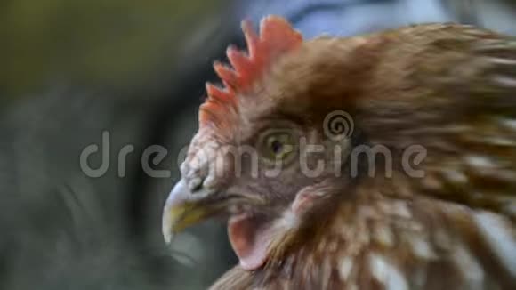 母鸡头的细节汉斯以传统的农村谷仓为食鸡坐在鸡舍里近距离的鸡站视频的预览图