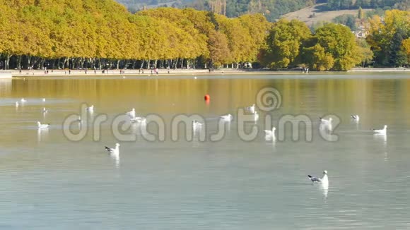 法国安纳西的海鸥视频的预览图