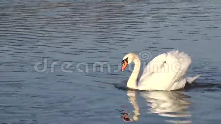 天鹅漂浮在池塘上视频的预览图