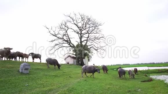 野牛很放松在神社旁边吃草有多个世纪的树视频的预览图