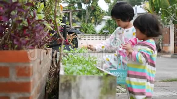 两个亚洲小女孩姐妹在他们面前的一个花盆里收获年轻的有机蔬菜视频的预览图