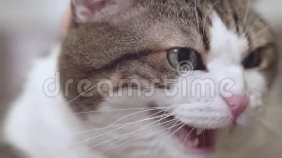 愤怒的猫发出嘶嘶声视频的预览图