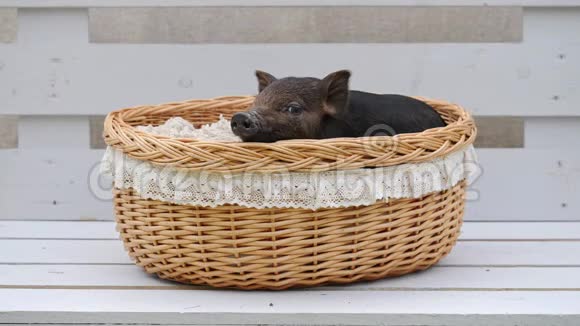 一只可爱的猪躺在篮子里视频的预览图