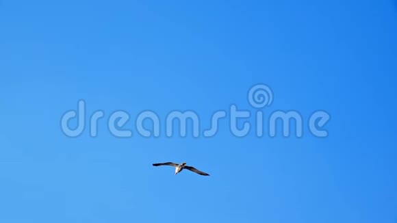 海鸥在蓝天下飞翔视频的预览图
