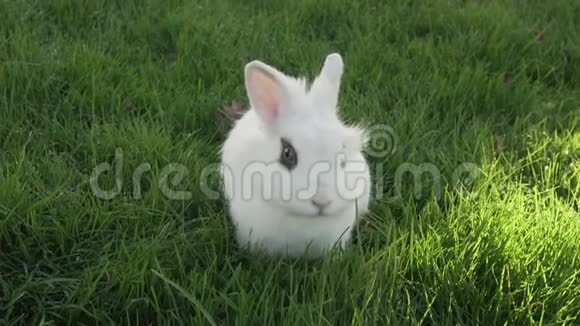 黑眼睛的小白兔在草坪上吃新鲜的草视频的预览图