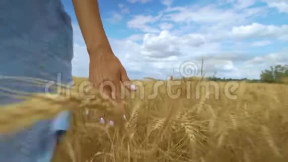 雌手摸着麦田里的一颗金色的麦子视频的预览图