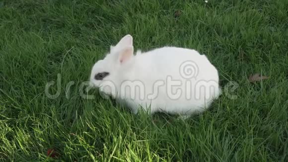 一只黑眼睛的小白兔在草坪上吃新鲜的草视频的预览图