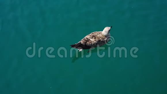 夏天海鸥在阳光照耀下在海中游泳视频的预览图