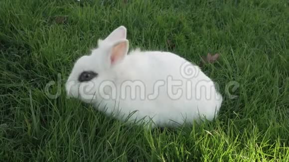 一只棕色眼睛的小白兔在草坪上吃新鲜的草视频的预览图