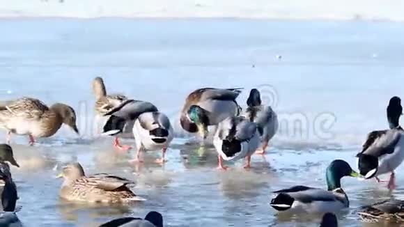 冬天鸭子视频的预览图