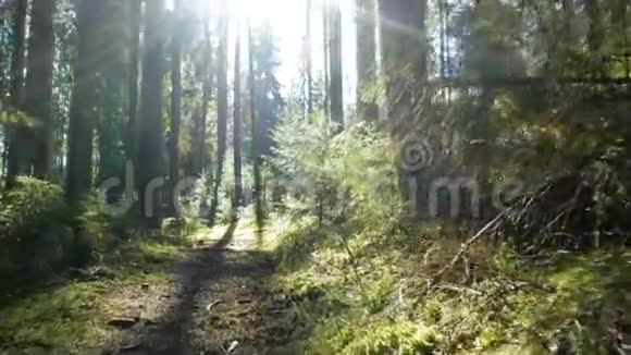 神奇的山林树木行走阳光视频的预览图