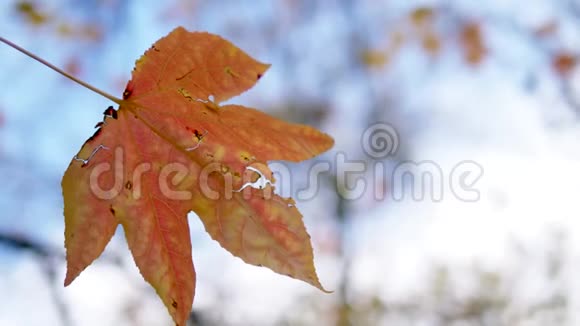 特写镜头枫树的秋叶在模糊的树叶和天空的背景上视频的预览图