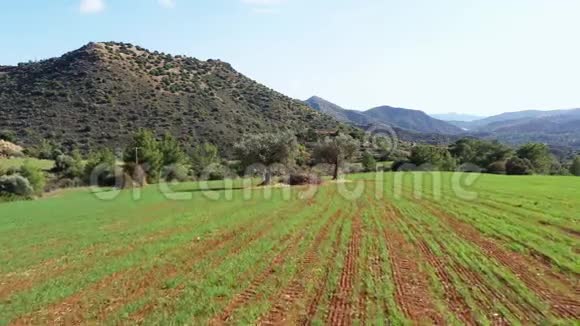 橄榄树在乡村景观中在莱夫卡拉村附近塞浦路斯拉纳卡区视频的预览图
