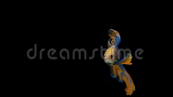 暹罗鱼比塔鱼的超慢动作众所周知的名字是暹罗鱼的超慢动作视频的预览图
