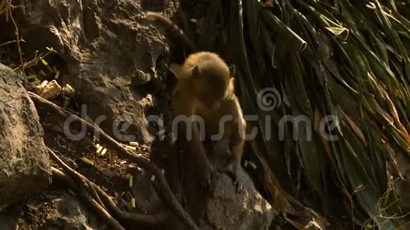 猴子坐在小石头上视频的预览图