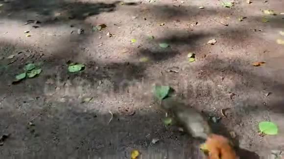 一个年轻人用李子喂养一只可爱的毛茸茸的滑稽松鼠视频的预览图