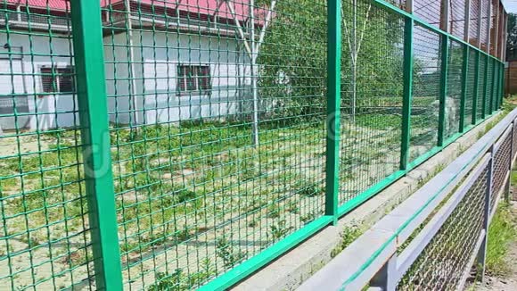 大型动物园笼子里野生大老虎行走的特写镜头视频的预览图