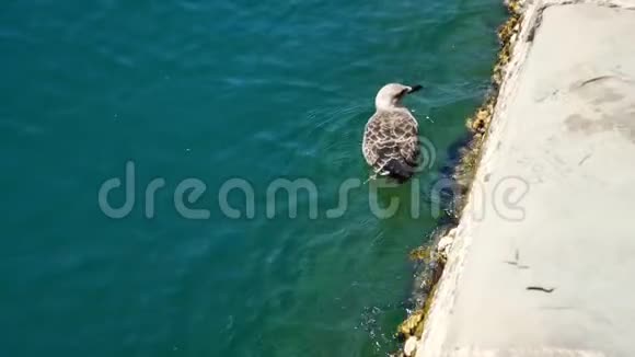 海鸥在码头附近的蔚蓝海中游泳吃贝类视频的预览图