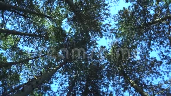 在蓝天上太阳下松树的顶端视频的预览图