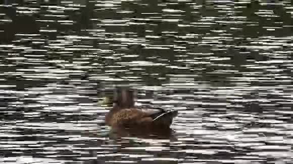 一只孤独的鸭子在国家公园的清澈的湖水中游泳视频的预览图