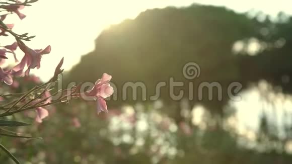 公园里的粉色夹竹桃花在模糊的山上视频的预览图