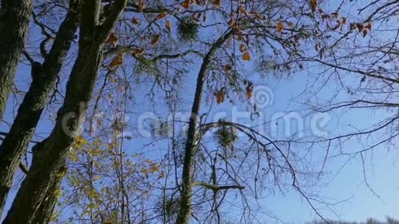 秋高气爽的早晨光秃秃的树和枯萎的叶子底部景色视频的预览图