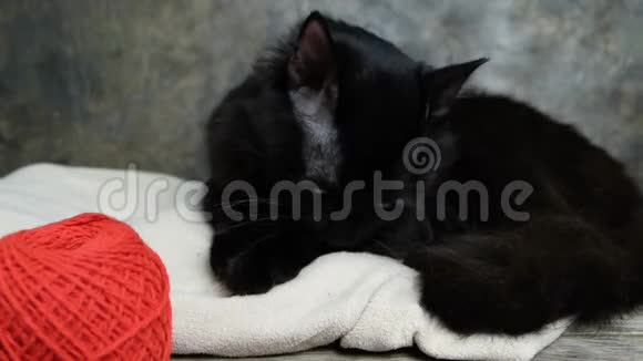 一只黑猫包里有一个红色的毛线球贴在墙上视频的预览图