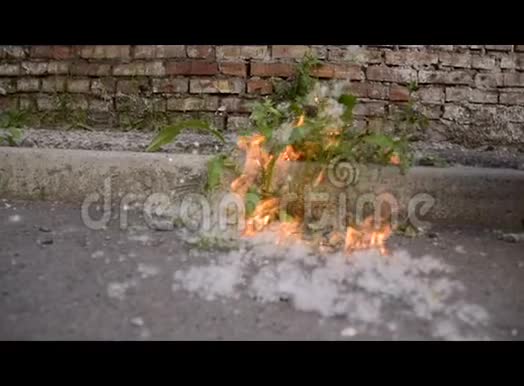 燃烧着杨树的绒毛视频的预览图